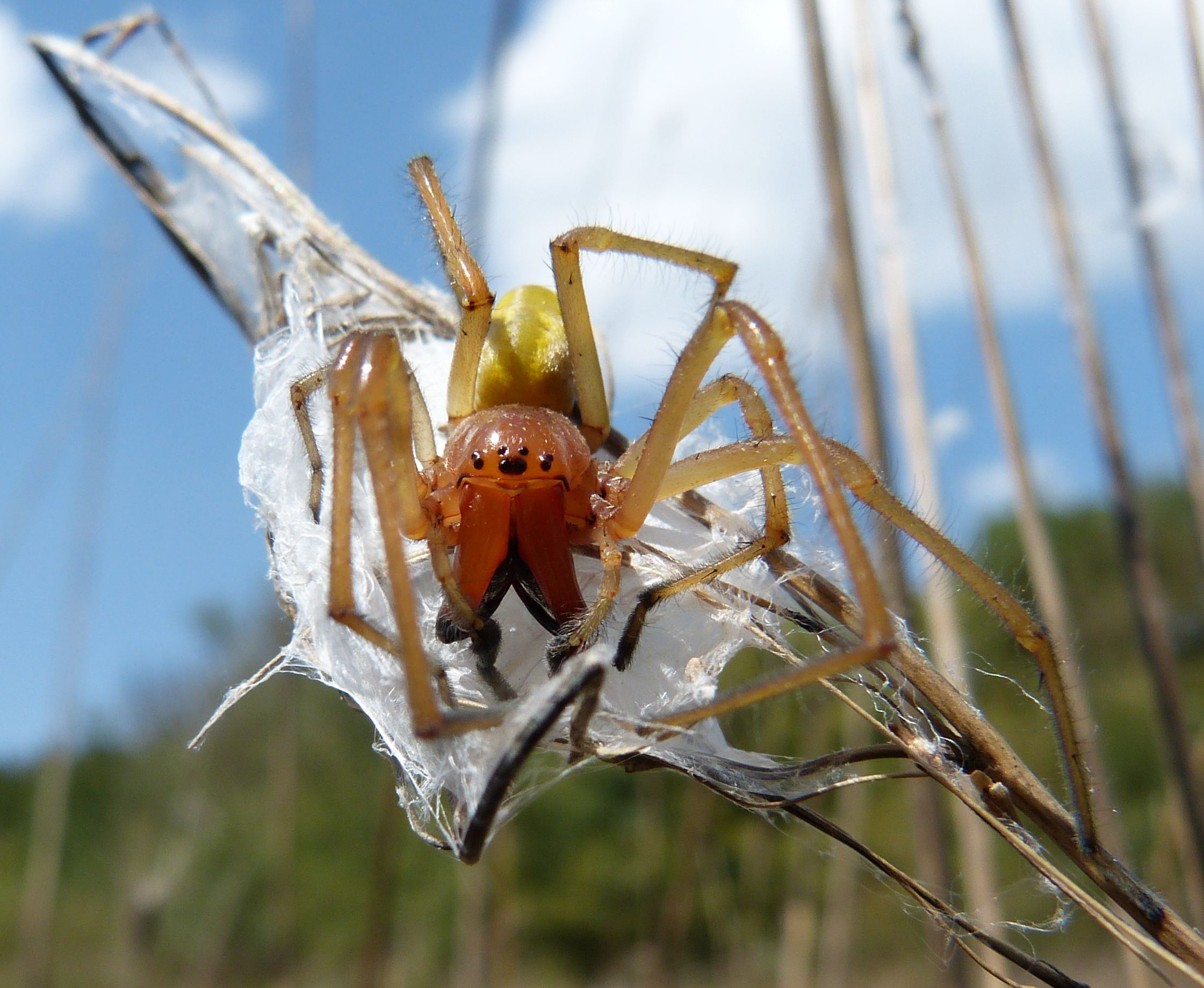 orange house spider