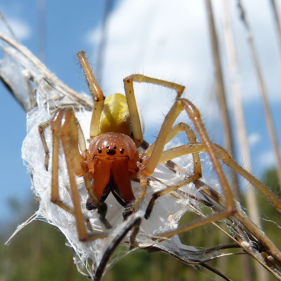 Cheiracanthium punctorium ("Yellow sac Spider")