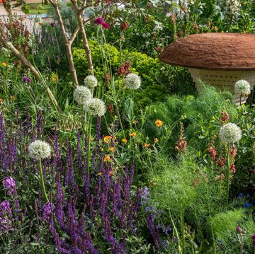 bbc studios our green planet and rhs bee garden designed by joe swift  rhs chelsea flower show 2022