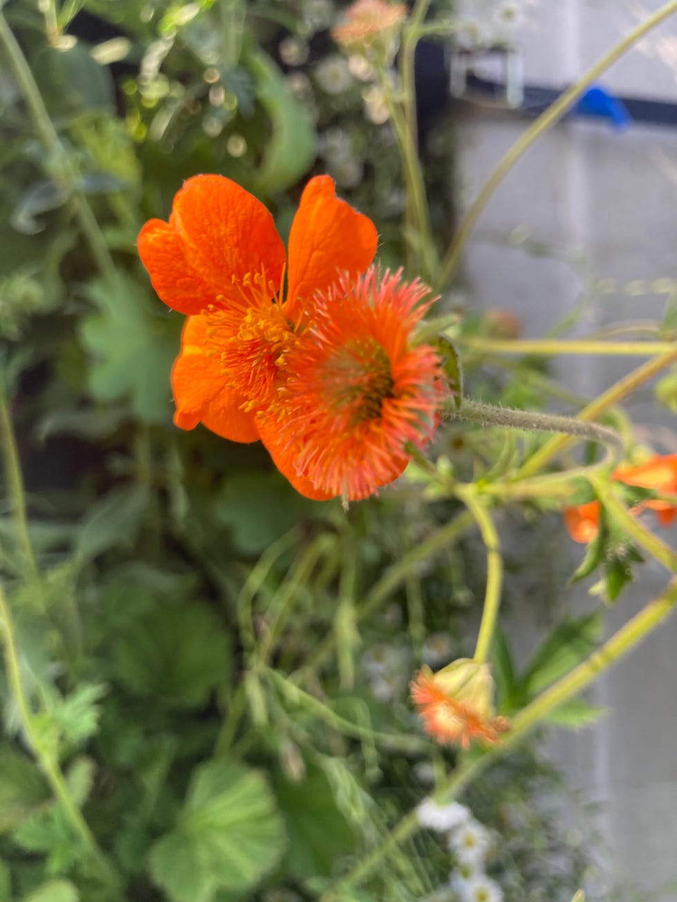 chelsea-flower-show-2023-winners-the-medal-winning-gardens-at-this