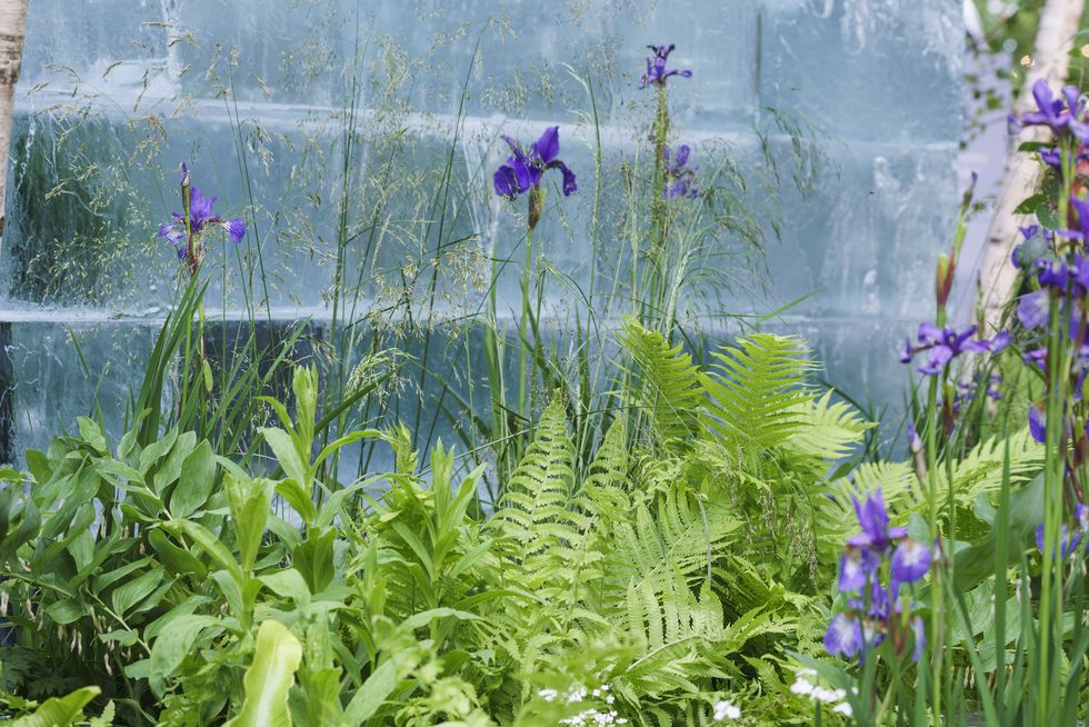 chelsea flower show 2022  the plantman’s ice garden designed by john warland sanctuary garden