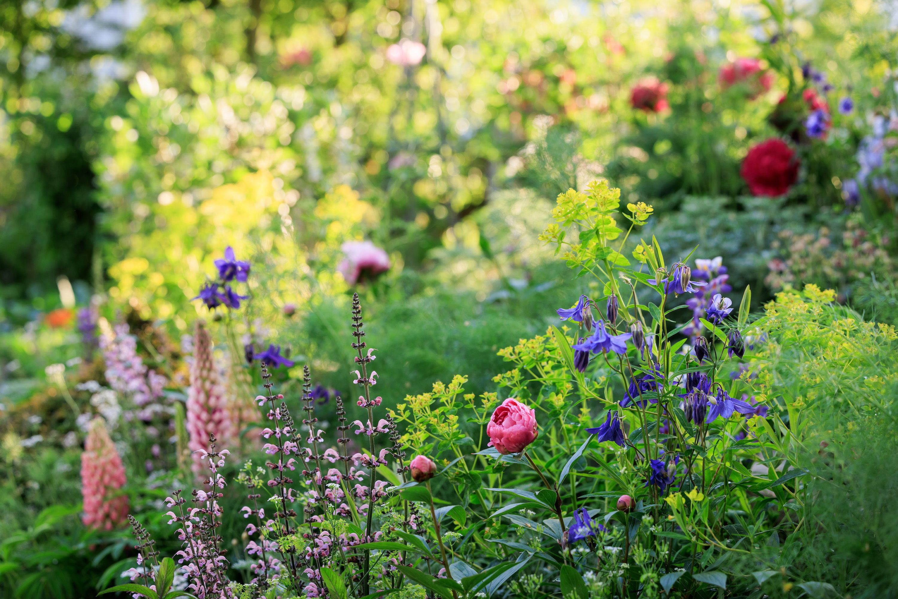 Chelsea Flower Show 2023: Mark Gregory's Savills Garden