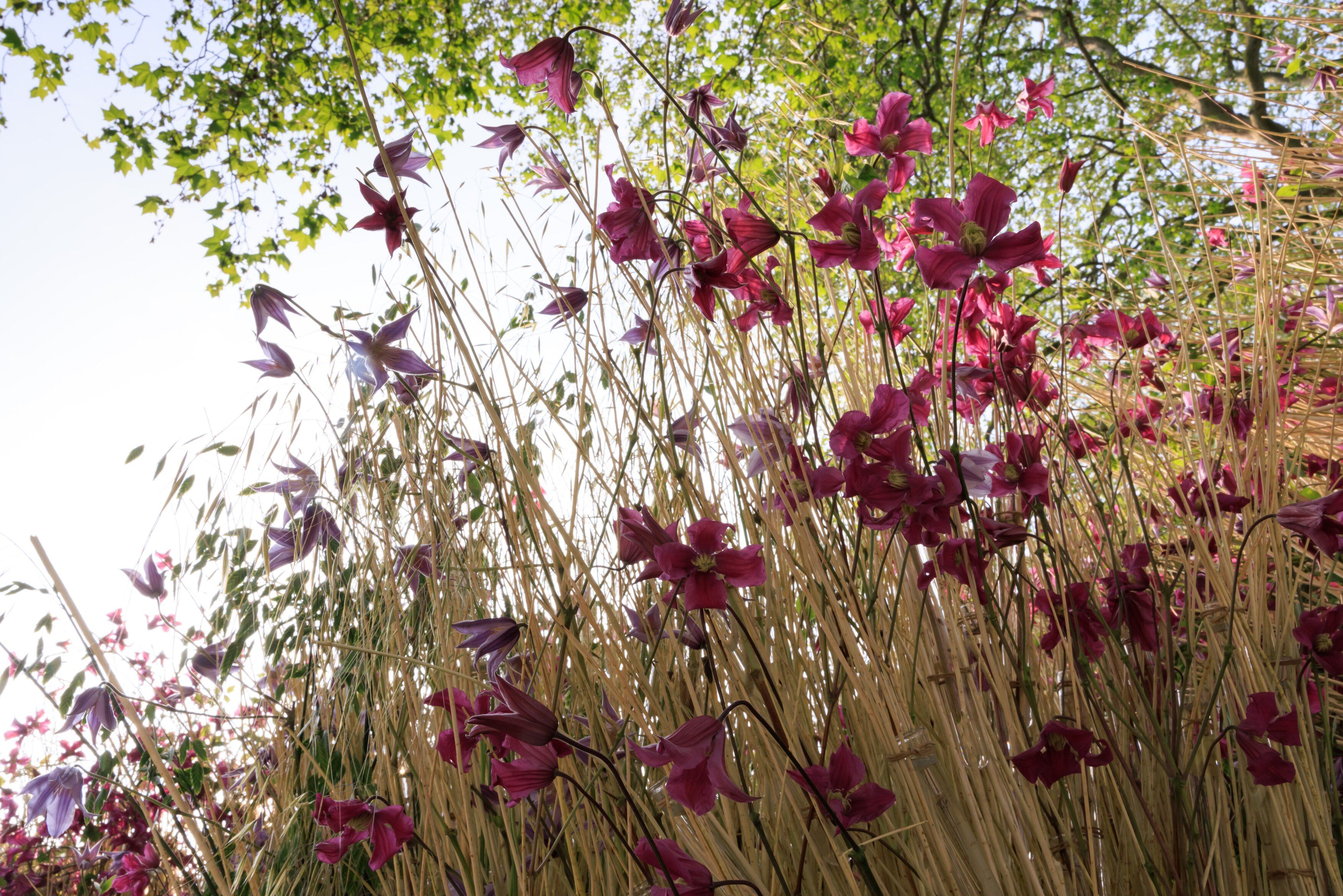 Chelsea Flower Show 2024: Tickets, Dates, Gardens