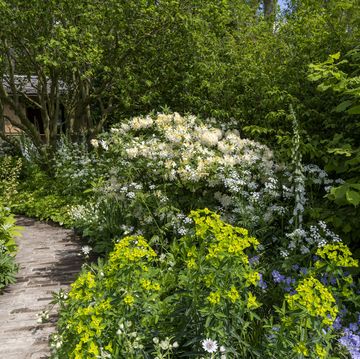 chelsea flower show 2024 show garden national garden scheme garden designed by tom stuartsmith