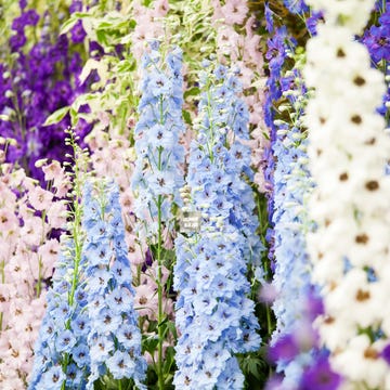 a stunning display of pastel coloured delphiniums in perfect condition at the chelsea flower show, london delphiniums, sometimes known as larkspur, are a perennial the tall spires can grow up to 2 metres in height with their magnificent flower racemes displayed here are the mauve, purple passion, the pale blue, blue jade, pink clifford lass, the cobalt blue, sabrina, and the white, black eyed, lilian basset