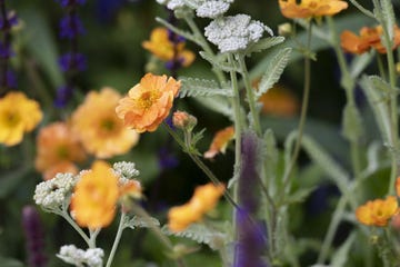 chelsea flower show flowers