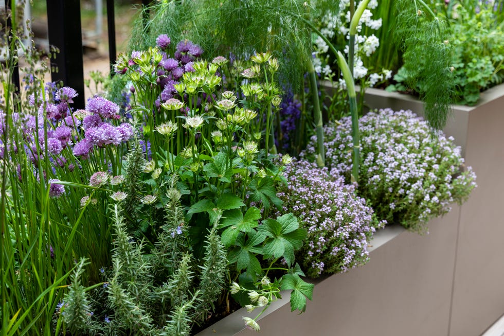 Chelsea Flower Show 2024 Guide: What To Expect