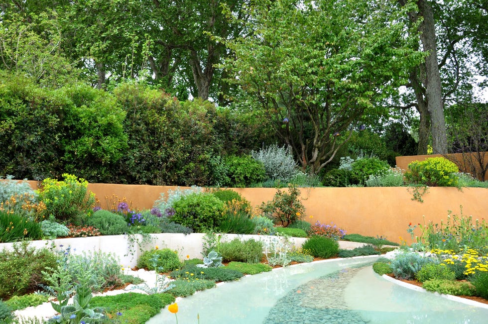 chelsea flower show , natural planting in an arid mediterranean style show garden