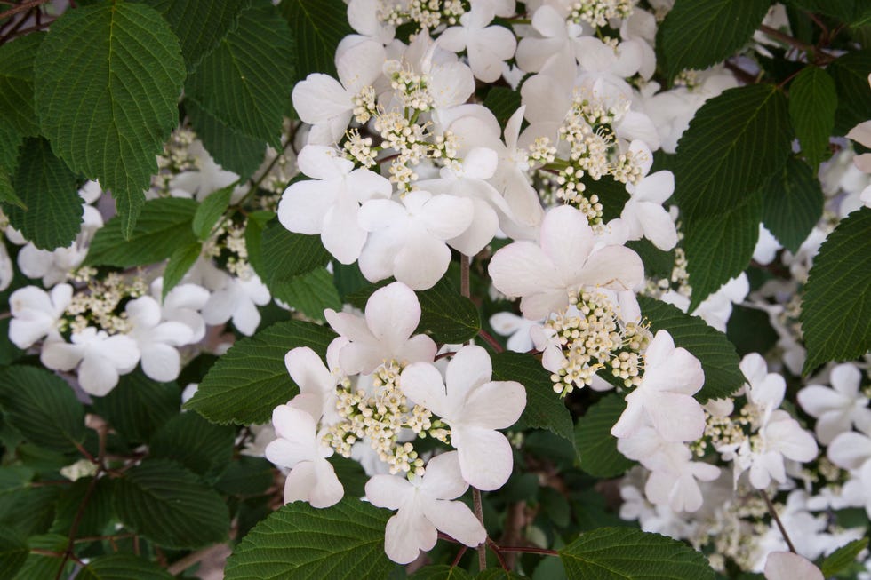 Chelsea Flower Show: Plant of the Decade Winners Announced