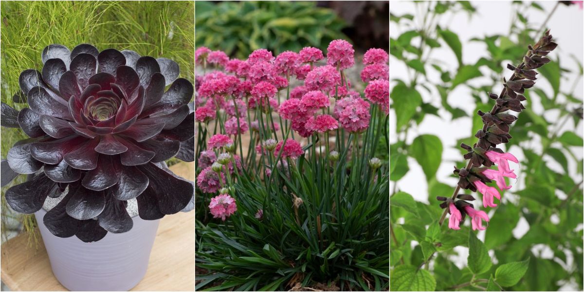 chelsea flower show 2022 plant of the year winner announced
