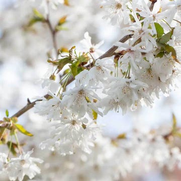 chelsea flower show plant of the year winners