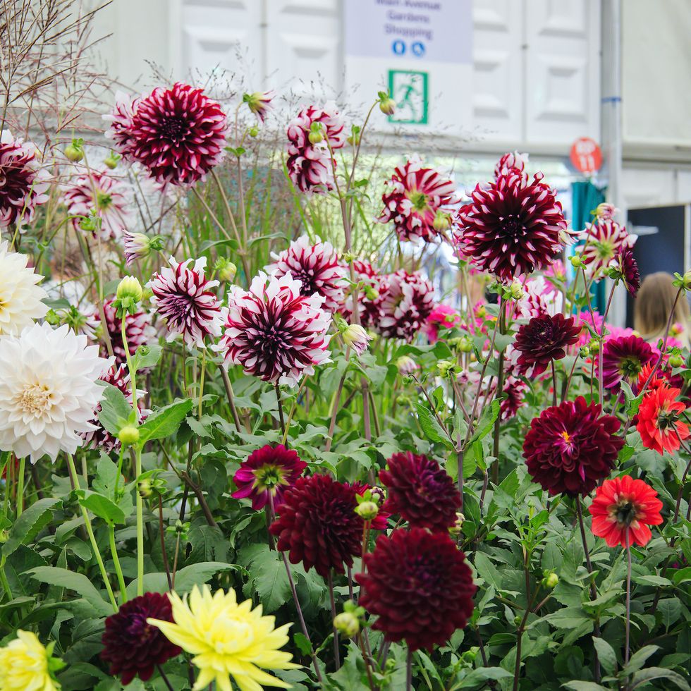 september 2021, rhs chelsea flower show, london, england, uk   flowers on display inside the great pavilion   dahlias