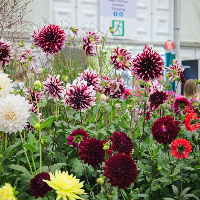 september 2021, rhs chelsea flower show, london, england, uk   flowers on display inside the great pavilion   dahlias