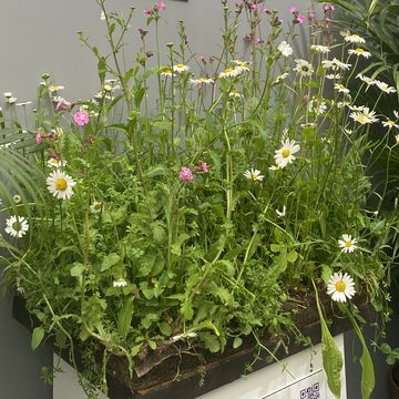 chelsea flower show, sustainable garden product of the year 2023