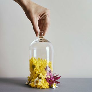 man about to cover or uncover a bunch of daisy flowers of different colors with a bell jar