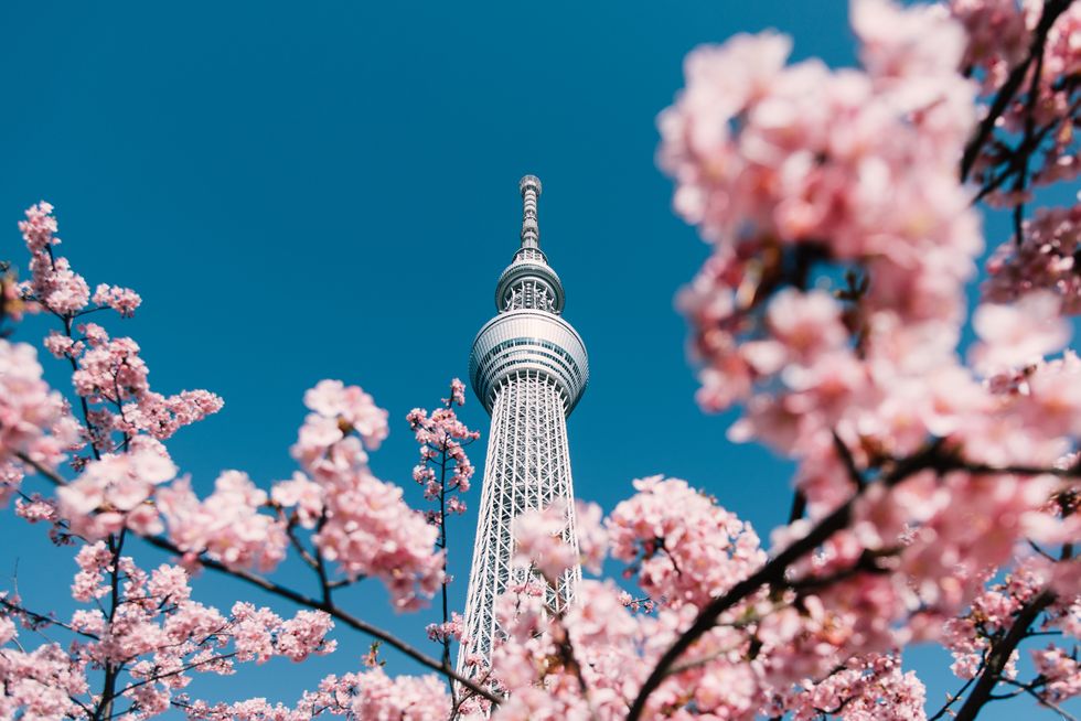cherry blossom and sakura with tokyo sky tree in japan