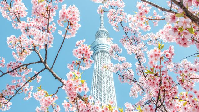 Cherry blossom and skytree, tokyo, japan
