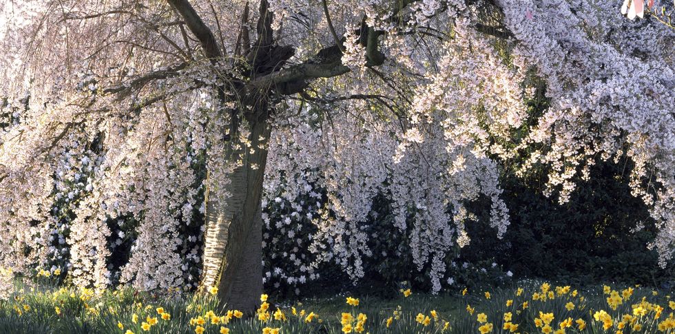 National Trust launches #BlossomWatch to emulate Japan’s Hanami
