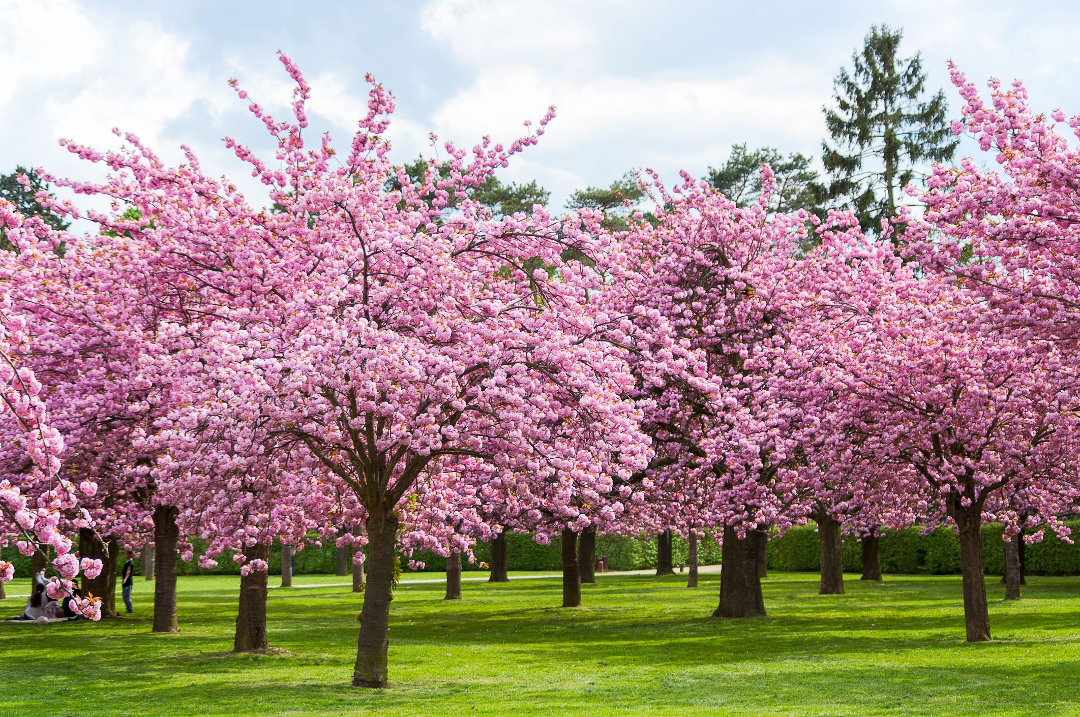 History Of Cherry Blossom Trees In Washington DC