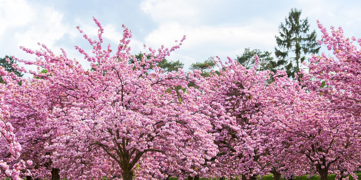 Cherry Blossoms Westchester – Westchester Family