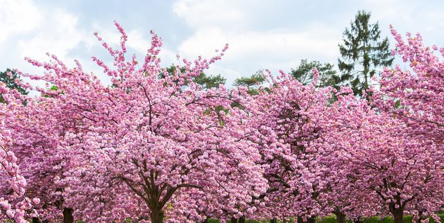 https://hips.hearstapps.com/hmg-prod/images/cherry-blossom-facts-1578344148.jpg?crop=1.00xw:0.756xh;0,0.164xh&resize=640:*