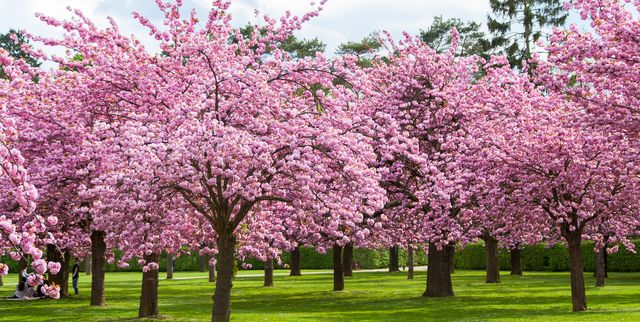 cherry blossom facts