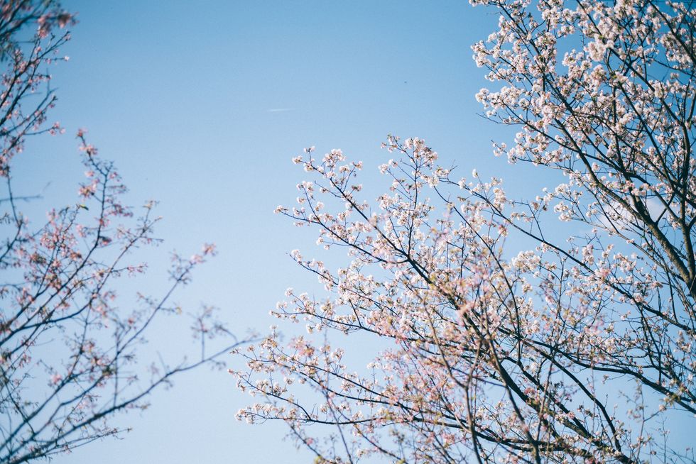 Cherry Blossom in spring
