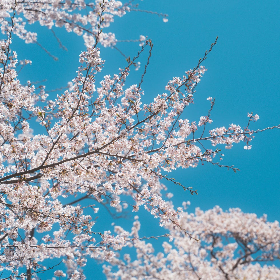 in japan, many cherry trees are planted on both sides of the streets, and when spring comes, the entire city of tokyo is lined with pink cherry blossoms, which is an important season for the japanese tokyo, japan