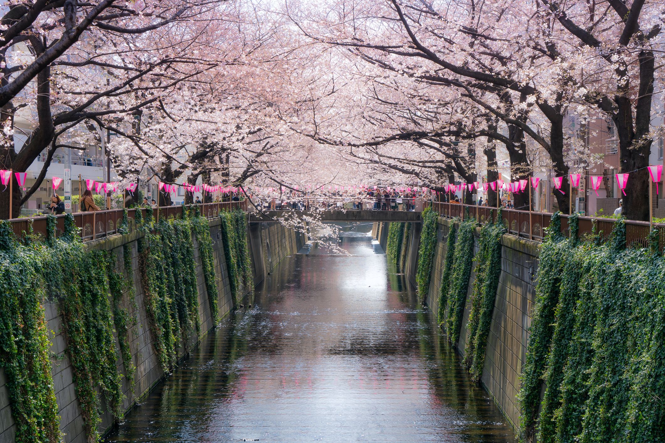 Japanese cherry blossom: 12 unusual things you should know