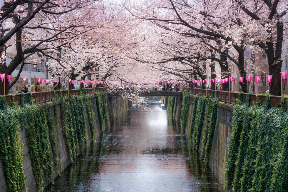 Japanese cherry blossom