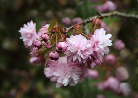 cherry blossom on tree in english domestic garden