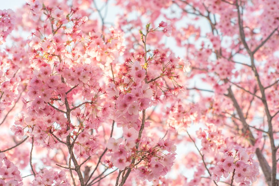 cherry blossom or sakura in japan close up