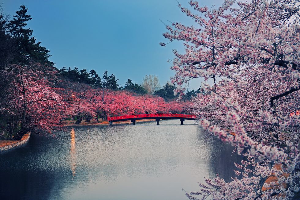 Cherry blossom park