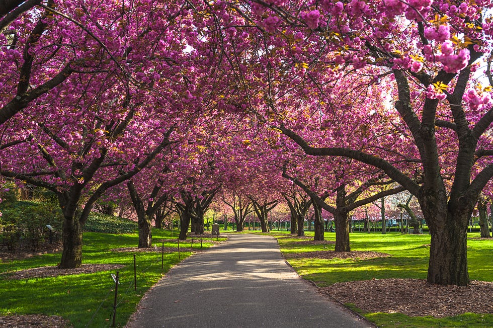 20 Best Pink Trees for Your Yard