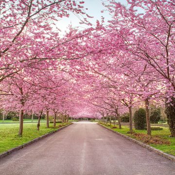cherry blossom season