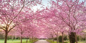 cherry blossom season