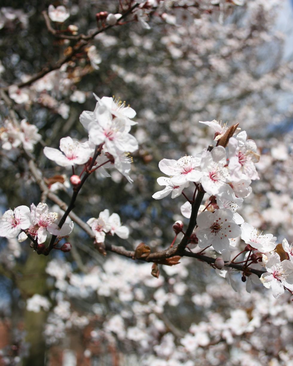 pink cherry blossom flower