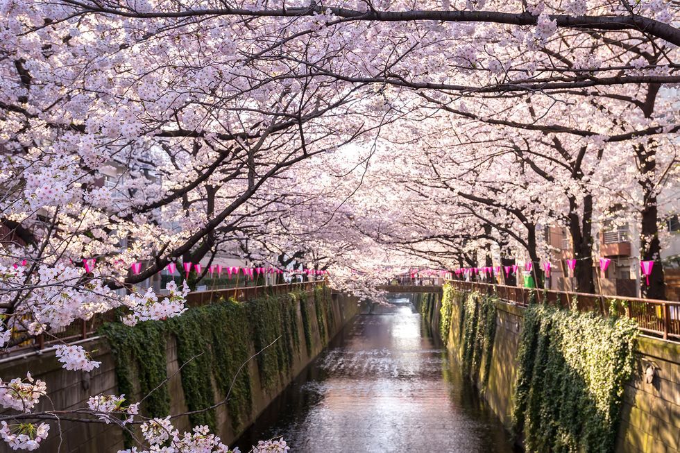 cherry blossom holiday to japan