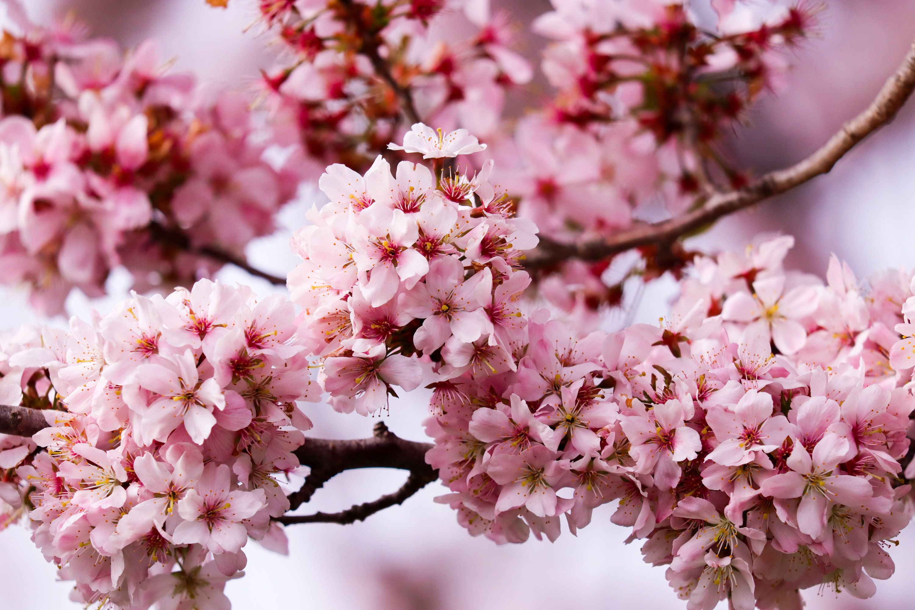 cherry fruit tree in bloom