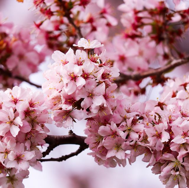 Blossom Trees For Gardens: Crab Apple Tree, Cherry Blossom Tree