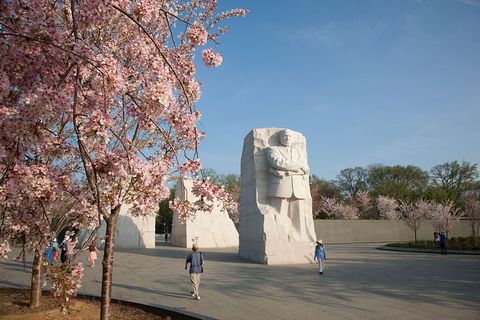 cherry blossom national mall Martin Luther King Jr. Memorial