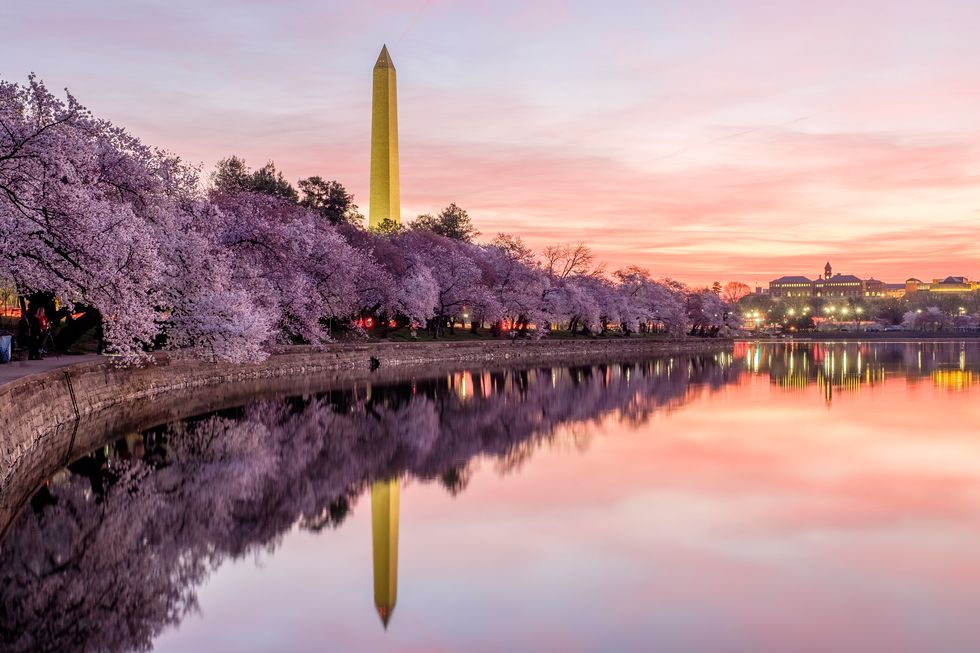 pink skies over the tidal basin and washington monument in washington, dc, while the yoshino cherry trees are in full bloom