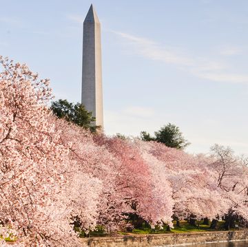 where to see cherry blossoms 2018