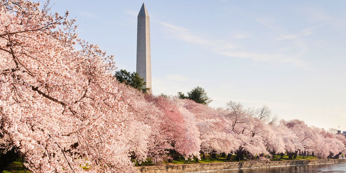 where to see cherry blossoms 2018