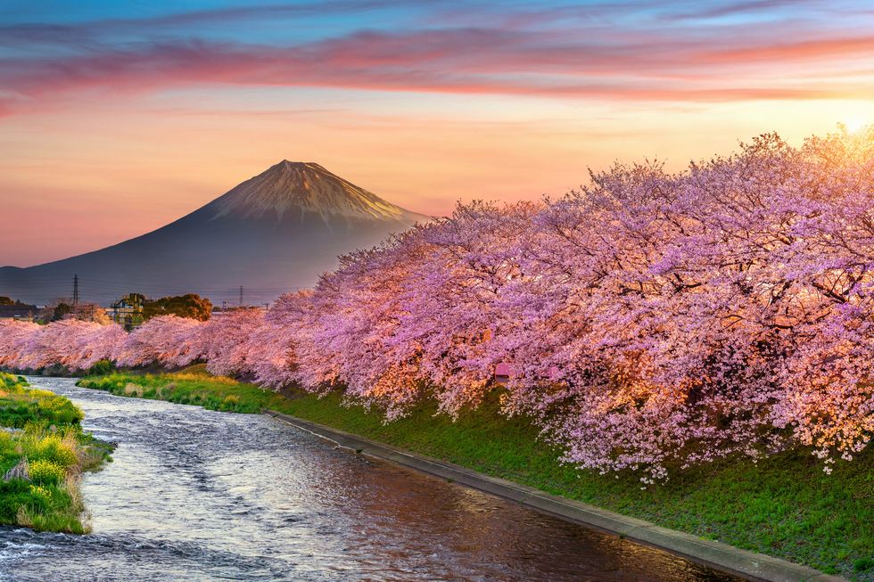 cherry blossoms and fuji mountain in spring at sunrise, shizuoka in japan