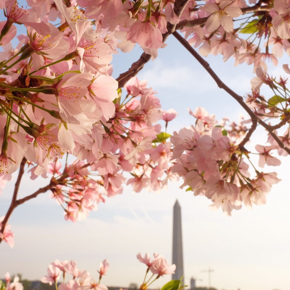 Cherry blossoms and the Washington Monument seen during the Cherry Blossom Festival