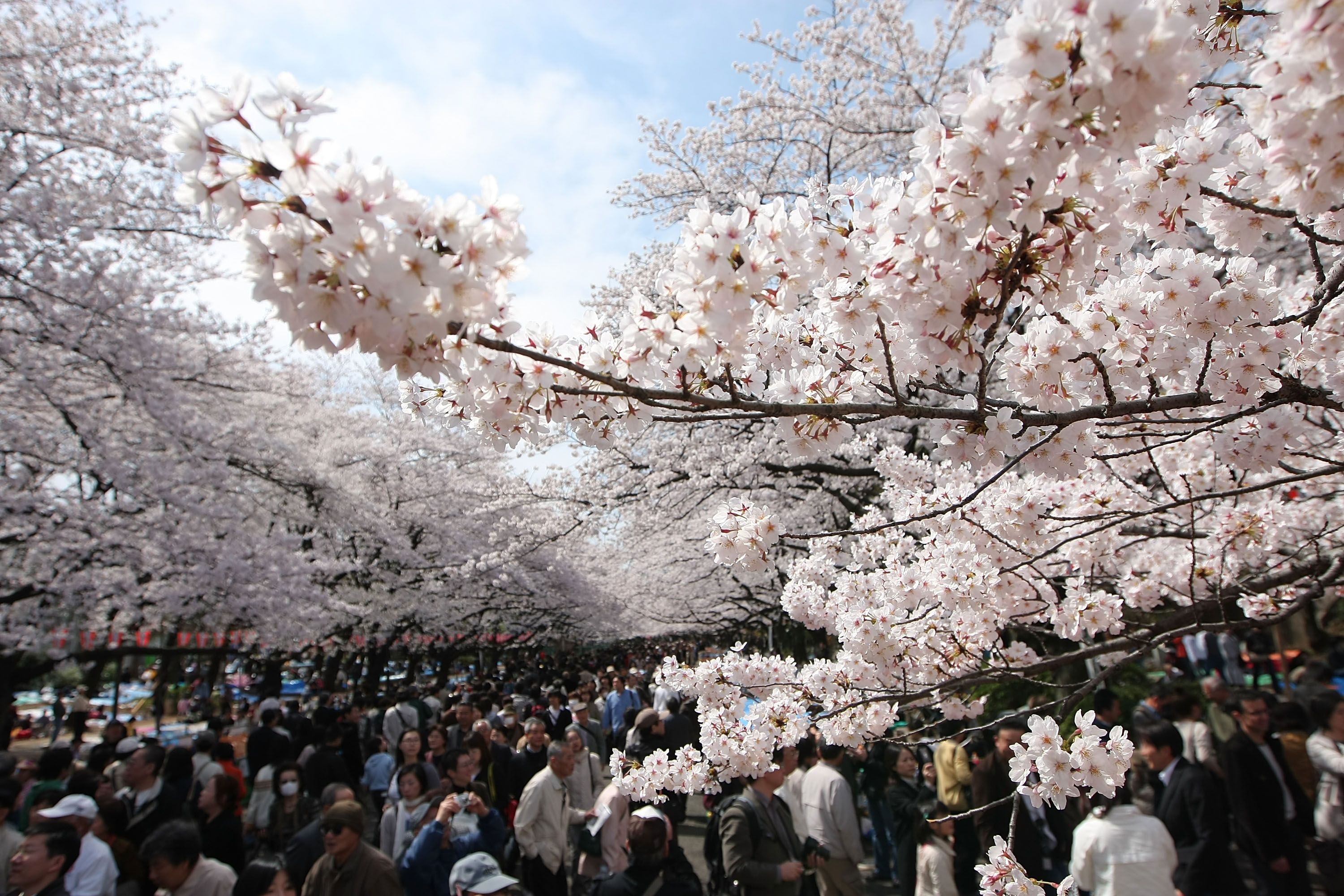 東京のきれいな桜が見られる穴場スポット6選【TOKYOのお