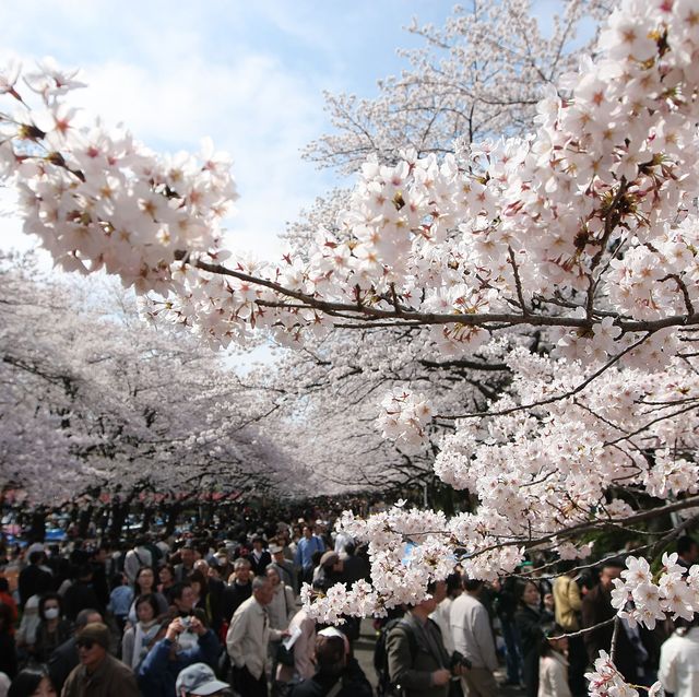 上野公園　花見　桜　cherry blossoms bloom in tokyo ueno park
