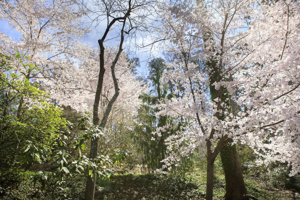 cherry blossoms at sarah p duke gardens