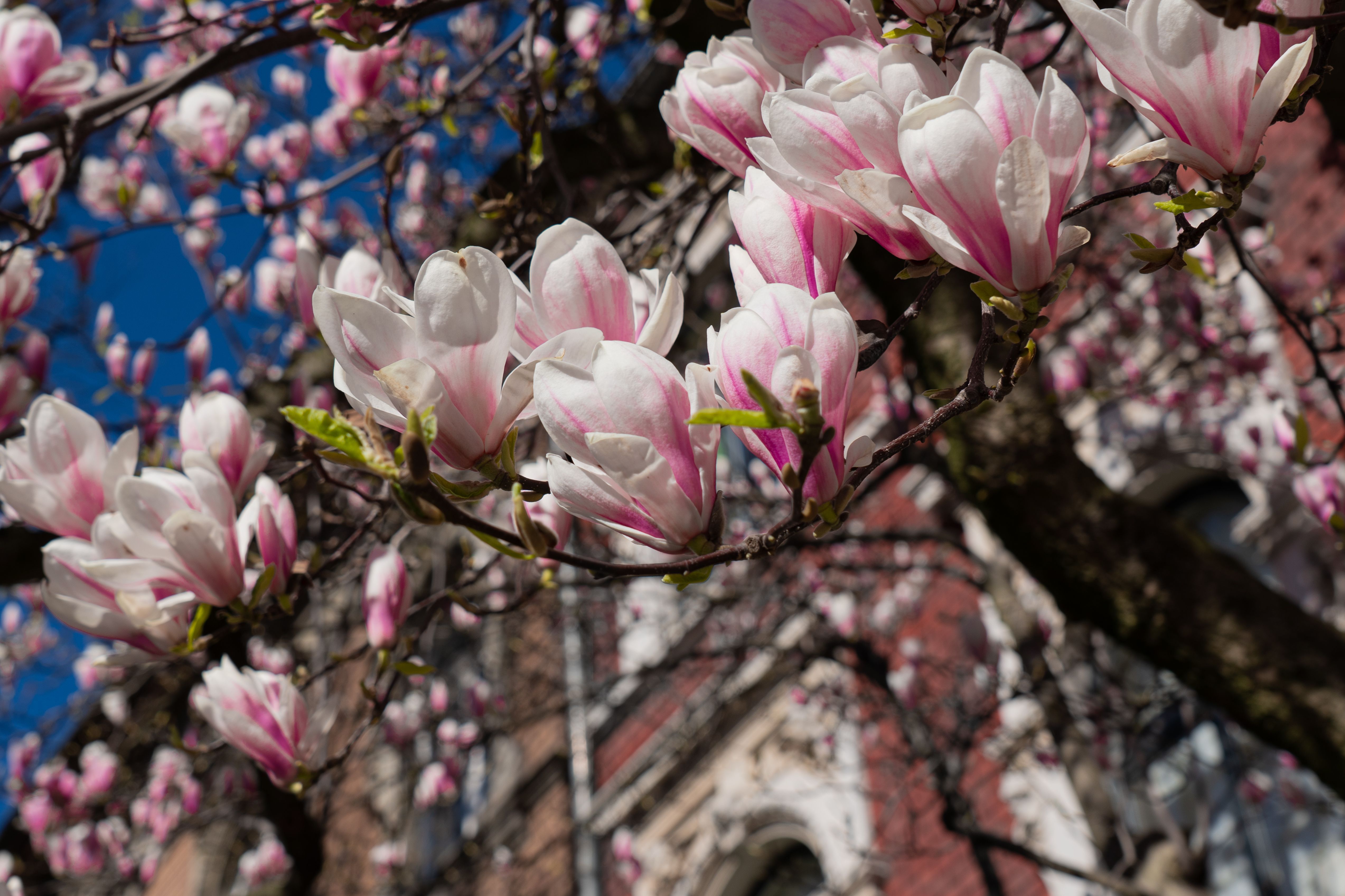 15 Best Small Trees Best Small Trees to Plant in Your Front Yard